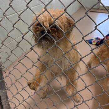 Bacca -  Shih Tzu and Mixed Breed Dog for Adoption in Newark, New Jersey - Bacca | PetCurious