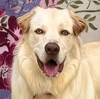 Chip -  Golden Retriever Dog for Adoption in Los Angeles, California - Chip | PetCurious