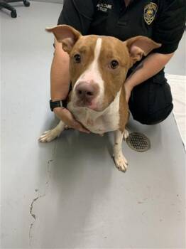 Pit Bull Terrier Dogs Available for Adoption in Corpus Christi, Texas - JUNO | PetCurious