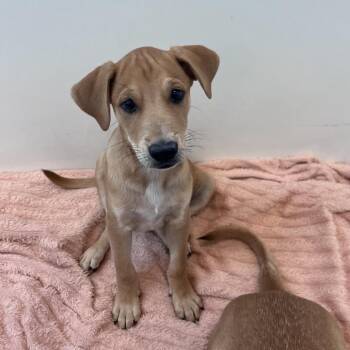 Story -  Labrador Retriever and Mixed Breed Dog for Adoption in Kanab, Utah - Story | PetCurious