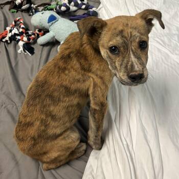 Alamo -  Mixed Breed Dog for Adoption in Flagstaff, Arizona - Alamo | PetCurious