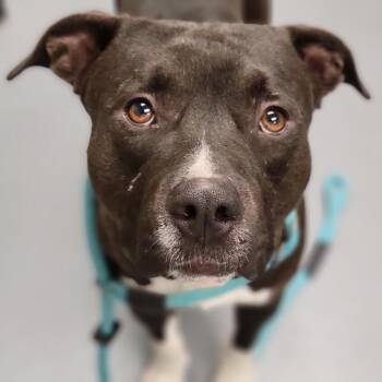 Mixed Breed Dogs Available for Adoption - Cupid | PetCurious