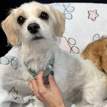 Rescue Mixed Breed Dogs for Adoption in Kittanning, Pennsylvania - Nash & Nick | PetCurious