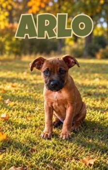 Arlo -  Mixed Breed Dog for Adoption in Lexington, Kentucky - Arlo | PetCurious