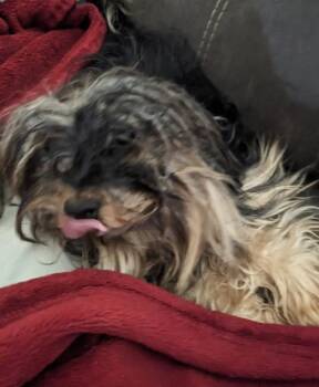 Shih Tzu and Yorkshire Terrier Dogs Available for Adoption in Madison, Wisconsin - Arwen | PetCurious