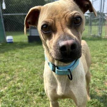 Tugboat -  Pug Dog for Adoption in Harrisonburg, Virginia - Tugboat | PetCurious