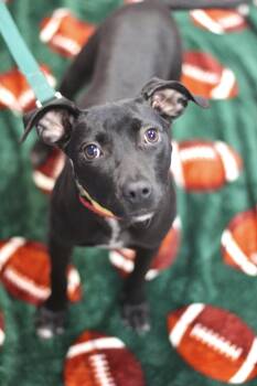 Rescue Black Labrador Retriever Dogs for Adoption in Manchester, New Hampshire - Lego In NH! Come Meet Our Adoptable Dogs Wednesday-Saturday. Mor | PetCurious