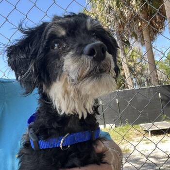 Poodle and Mixed Breed Dogs Available for Adoption in Port Richey, Florida - Beau | PetCurious