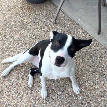 IZZY -  Pit Bull Terrier and Border Collie Dog for Adoption in Quitman, Texas - IZZY | PetCurious