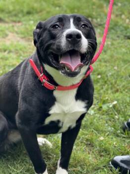 Hakimi -  Great Pyrenees and Border Collie Dog for Adoption in Ashland, Virginia - Hakimi | PetCurious