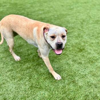 Pit Bull Terrier and Boxer Dogs Available for Adoption in Parkersburg, West Virginia - Jada | PetCurious