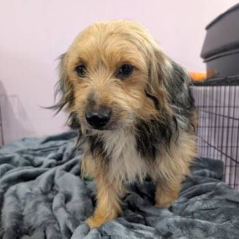Sweetie -  Yorkshire Terrier and Australian Shepherd Dog for Adoption in West Plains, Missouri - Sweetie | PetCurious