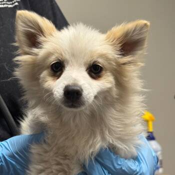 Max -  Pomeranian and Mixed Breed Dog for Adoption in Yuma, Arizona - Max | PetCurious