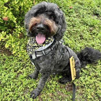 Mav -  Bernedoodle and Poodle Dog for Adoption in New Port Richey, Florida - Mav | PetCurious
