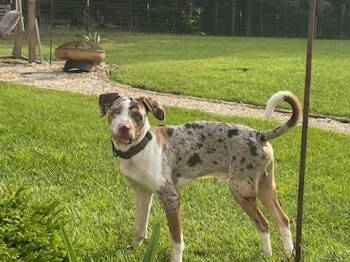 Courtesy - Banjo -  Catahoula Leopard Dog Dog for Adoption in Mobile, Alabama - Courtesy - Banjo | PetCurious