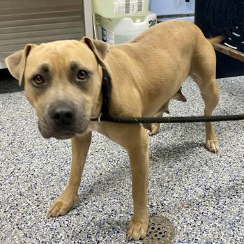 Queen Bee 26-0715 -  Mixed Breed Dog for Adoption in Yanceyville, North Carolina - Queen Bee 26-0715 | PetCurious