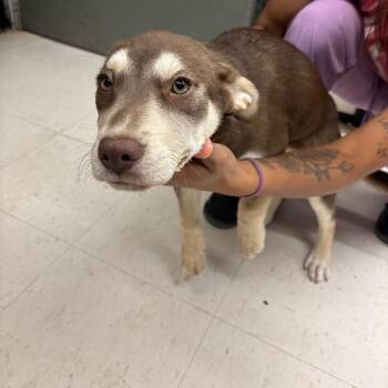 Mixed Breed Dogs Available for Adoption in Lake Jackson, Texas - Sweetie Pie | PetCurious