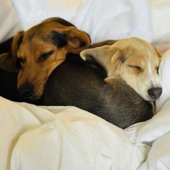 Beagle Dogs Available for Adoption - Mac | PetCurious