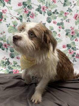 261272  Hazel -  Australian Cattle Dog Blue Heeler and Shih Tzu Dog for Adoption in Wetumpka, Alabama - 261272  Hazel | PetCurious