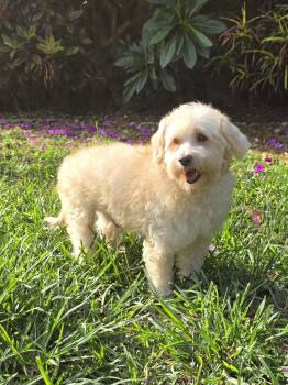 Wookiee -  Maltese Dog for Adoption in San Francisco, California - Wookiee | PetCurious