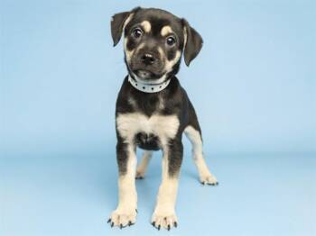 KINGSTON -  Husky and Poodle Dog for Adoption in Phoenix, Arizona - KINGSTON | PetCurious