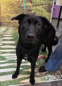 Peaches -  Labrador Retriever Dog for Adoption in Salem, Oregon - Peaches | PetCurious