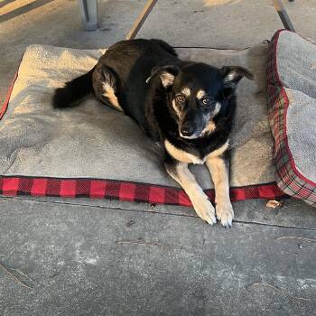 Daisy (Courtesy Posting) -  Shepherd Dog for Adoption in Statesboro, Georgia - Daisy (Courtesy Posting) | PetCurious