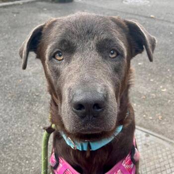 Coco Fred -  Mixed Breed Dog for Adoption in New York, New York - Coco Fred | PetCurious