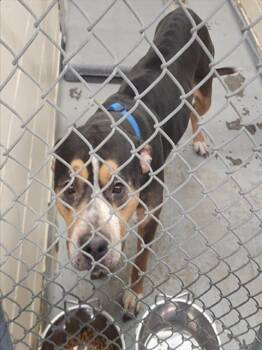 Pit Bull Terrier and Mixed Breed Dogs Available for Adoption - HONOLULU | PetCurious