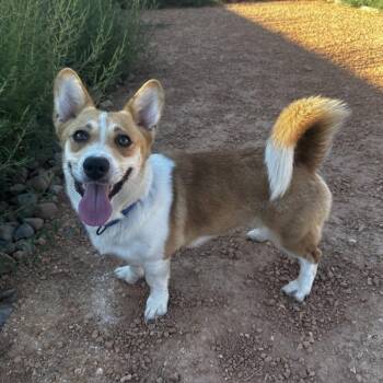 Rescue Cardigan Welsh Corgi Dogs for Adoption in Kanab, Utah - Pixie | PetCurious