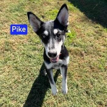 Pike (4.5mo PUPPY) -  Husky and German Shepherd Dog Dog for Adoption in Greeneville, Tennessee - Pike (4.5mo PUPPY) | PetCurious