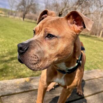 Mixed Breed Dogs Available for Adoption in Midland, Michigan - Nuggie | PetCurious