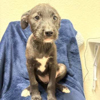 Terrier Dogs Available for Adoption in Parker, Colorado - 435 (2026) | PetCurious