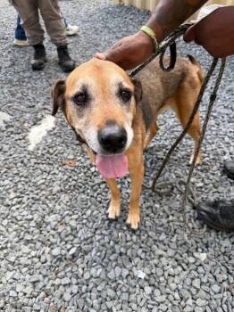 Schatzi -  Hound and Mixed Breed Dog for Adoption in Pomona, New York - Schatzi | PetCurious