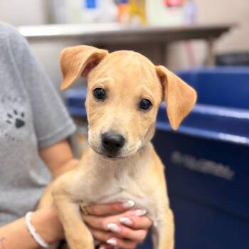 Dakota -  Mixed Breed Dog for Adoption in Ardmore, Oklahoma - Dakota | PetCurious