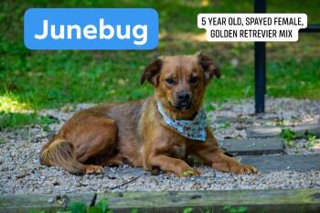 Junebug -  Golden Retriever Dog for Adoption in Sevierville, Tennessee - Junebug | PetCurious