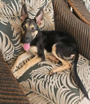 Luna -  Shepherd Dog for Adoption in Sanford, Florida - Luna | PetCurious