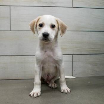 Mixed Breed Dogs Available for Adoption in West Jordan, Utah - Ham | PetCurious