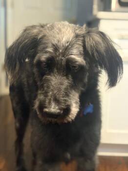 Liam -  Poodle and Wirehaired Terrier Dog for Adoption - Liam | PetCurious