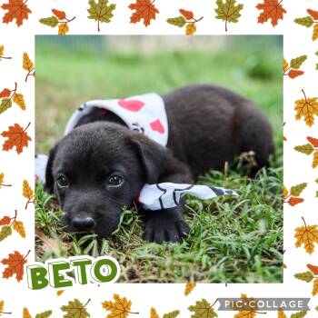Beto -  Labrador Retriever and Hound Dog for Adoption in Ringwood, New Jersey - Beto | PetCurious