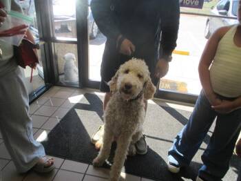 Labrador Retriever and Poodle Dogs Available for Adoption in Ocala, Florida - NOODLES | PetCurious