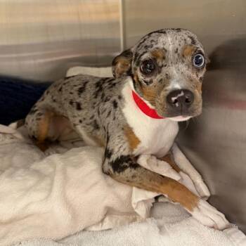 Perla -  Rat Terrier and Mixed Breed Dog for Adoption in Tampa, Florida - Perla | PetCurious