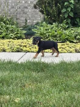 Carbon -  Mixed Breed Dog for Adoption in Wyoming, Michigan - Carbon | PetCurious