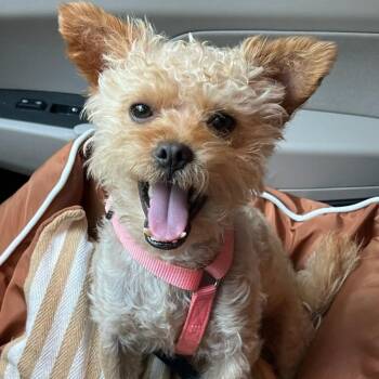 Cairn Terrier Dogs Available for Adoption in Greenville, South Carolina - Gregster | PetCurious