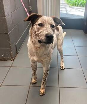 Rescue Mixed Breed Dogs for Adoption in Nashville, Tennessee - Poltergeist | PetCurious