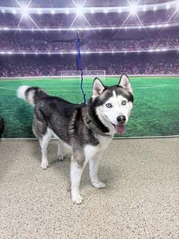 GHOST -  Siberian Husky Dog for Adoption in Doral, Florida - GHOST | PetCurious