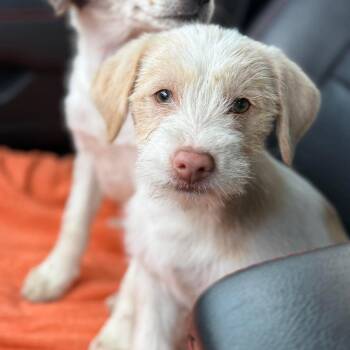 Schnauzer Dogs Available for Adoption - Clyde | PetCurious