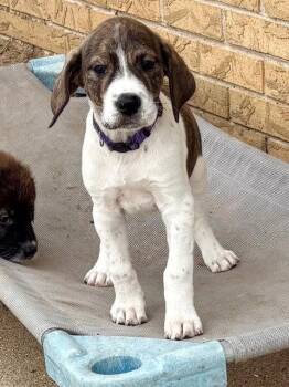 Plott Hound and Australian Shepherd Dogs Available for Adoption - Denali | PetCurious