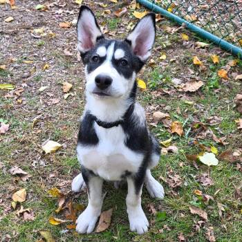 Rescue Husky Dogs for Adoption in Michigan City, Indiana - Zeus | PetCurious