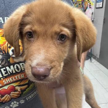 Caramel -  Mixed Breed Dog for Adoption in Lufkin, Texas - Caramel | PetCurious